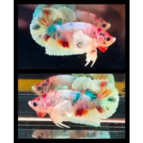 Candy Multicolor Dumbo Ear 2