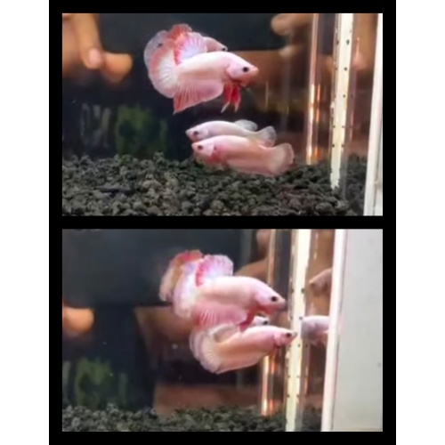 Pair Pink Flamingo