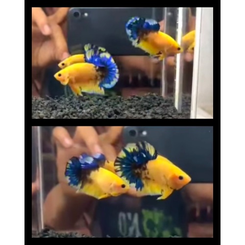 Pair Yellow Hellboy