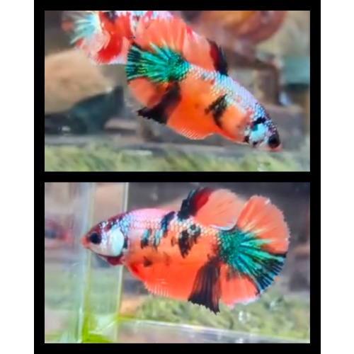 Female Candy Multicolor