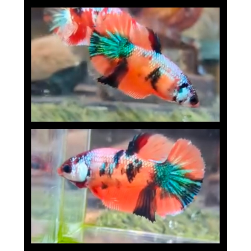 Female Candy Multicolor