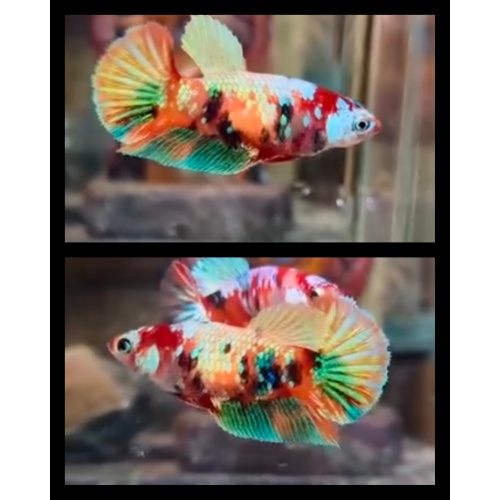 Female Candy Gold