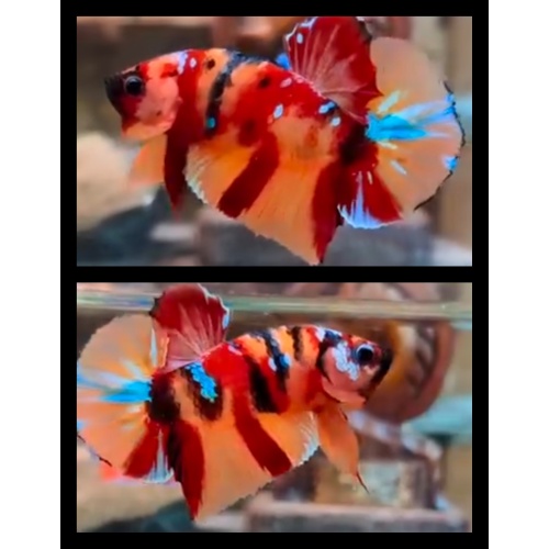 Nemo Tiger