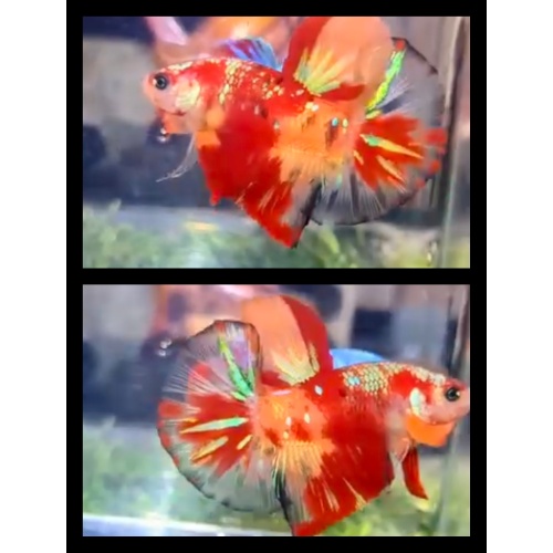 Nemo Copper Gold