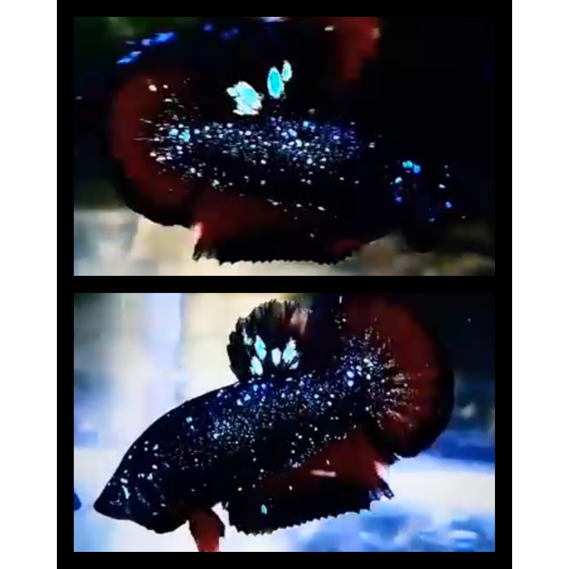 Nebula Sparkling 2