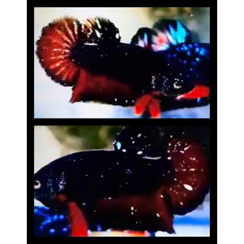 Nebula Sparkling 1