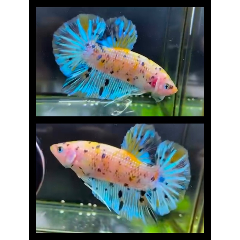 Male Giant Yellow Metallic 6cm