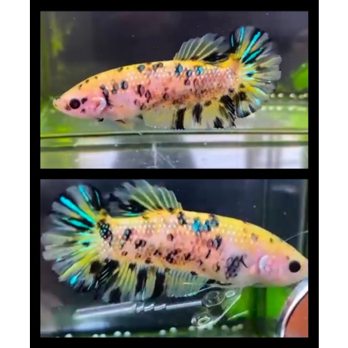 Female Giant Yellow Metallic 6cm
