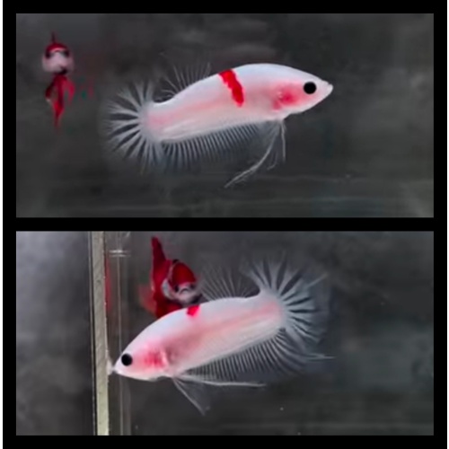 Red Tancho