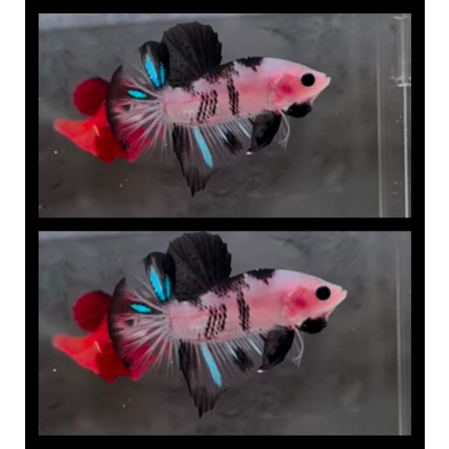 Black Koi