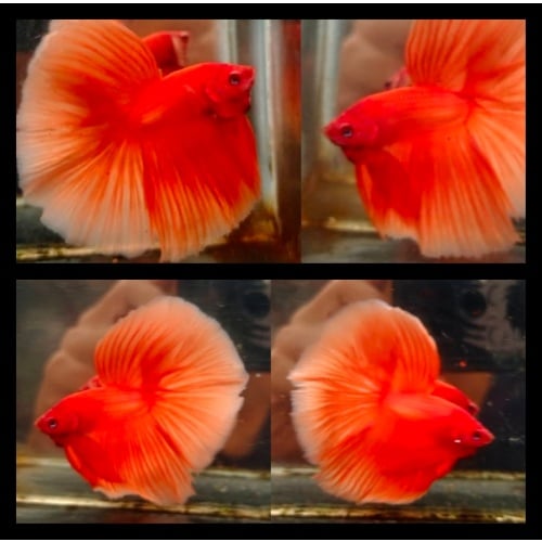 Orange Solid