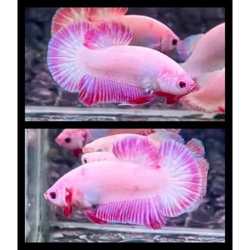 Pink Flamingo