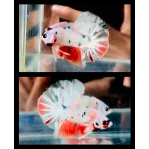Nemo Copper