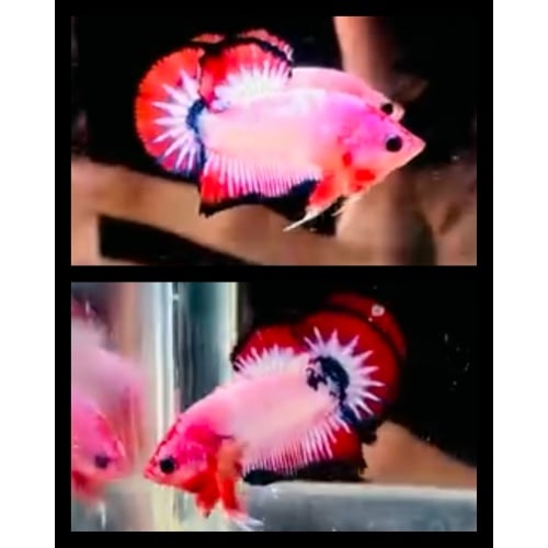 Orange Flamingo
