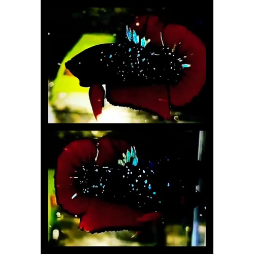 Red Chromatic Sparkling 2