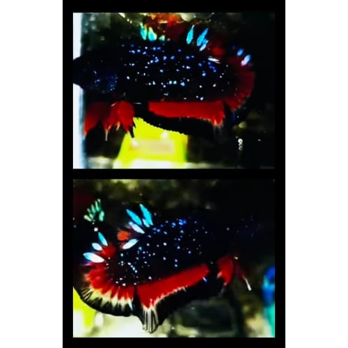 Black Star Galaxy