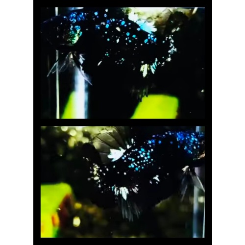 Nebula Sparkling