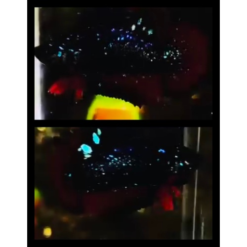 Red Chromatic Sparkling