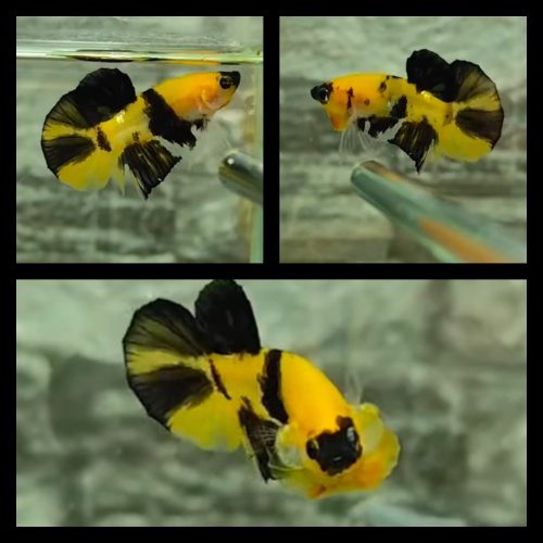 Bumblebee