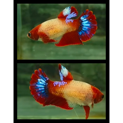 Female Red Unique