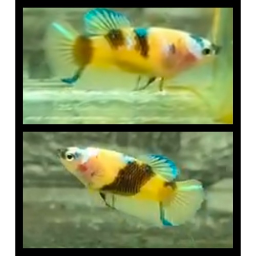 Female Yellow Koi
