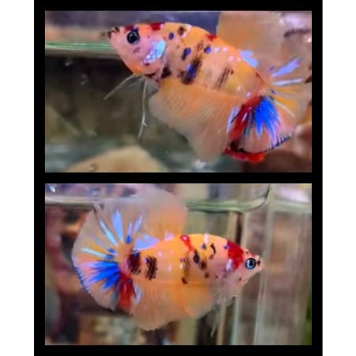 Sweet Yellow Koi