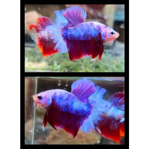 Purple Red Beautiful