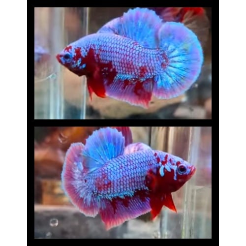 Purple Red