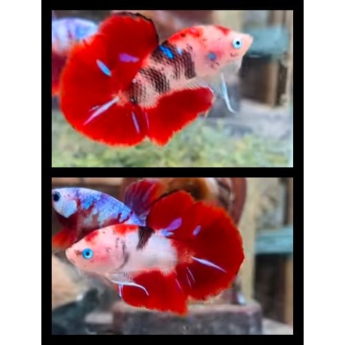 Beautiful Red Koi