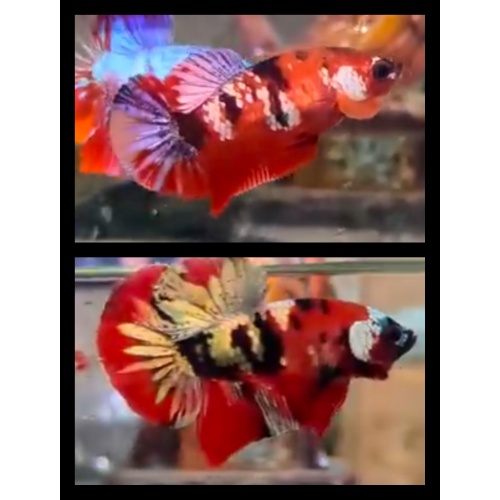 Pair Red Koi Copper