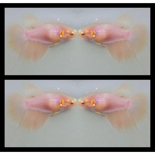 Female Pastel Yellow