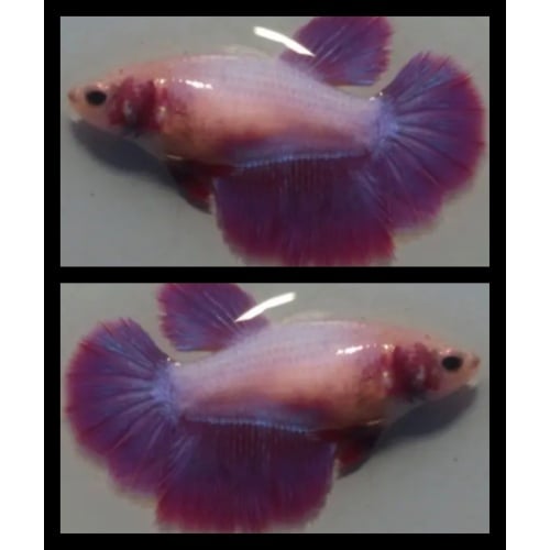Female Purple Beautiful