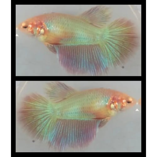 Female Pink Aurora