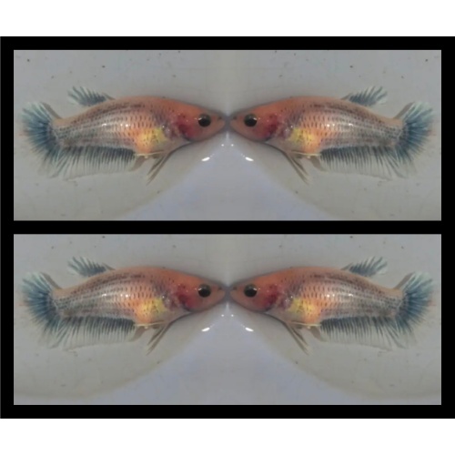Female Grizzle