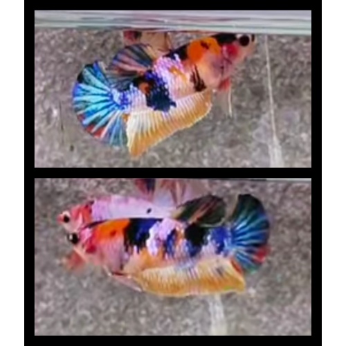 Female Candy Yellow