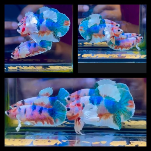 Special Pair Candy Dumbo Ear