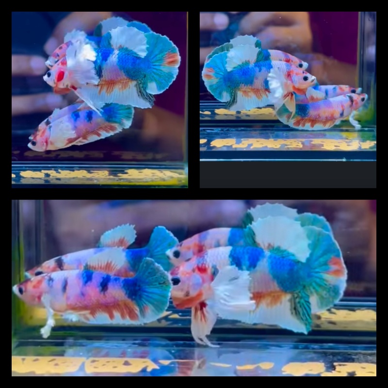 Special Pair Candy Dumbo Ear