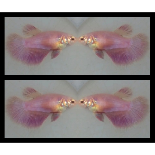 Female Pink Peach