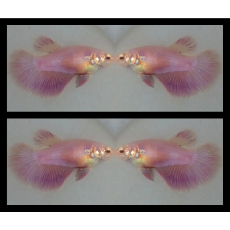 Female Pink Peach
