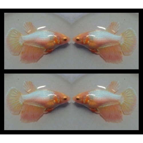 Female Yellow Pastel