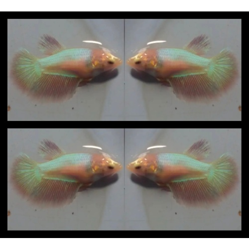 Female Pink Aurora