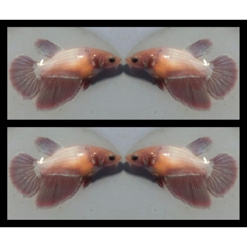 Female Rose Gold