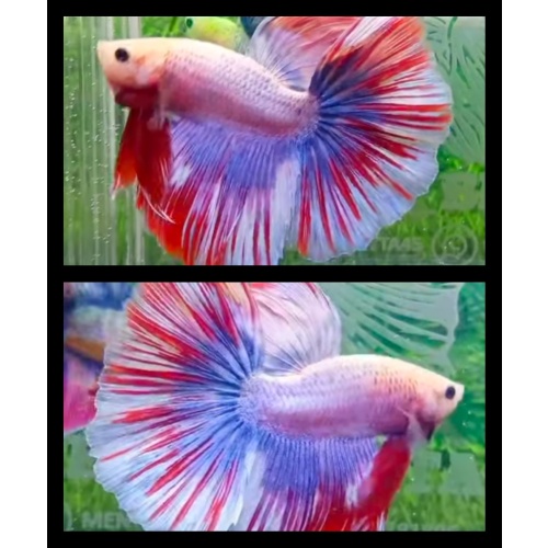 Three Color Combination