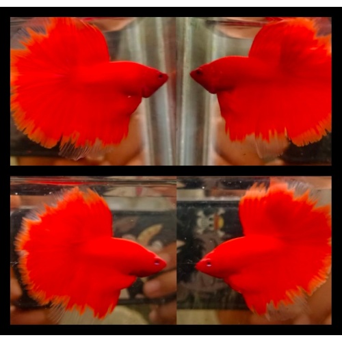 Red Devil