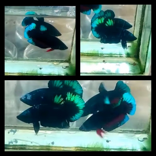 Pair Black Light