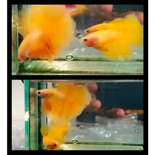Pair Super Yellow
