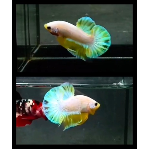 Yellow Hologram