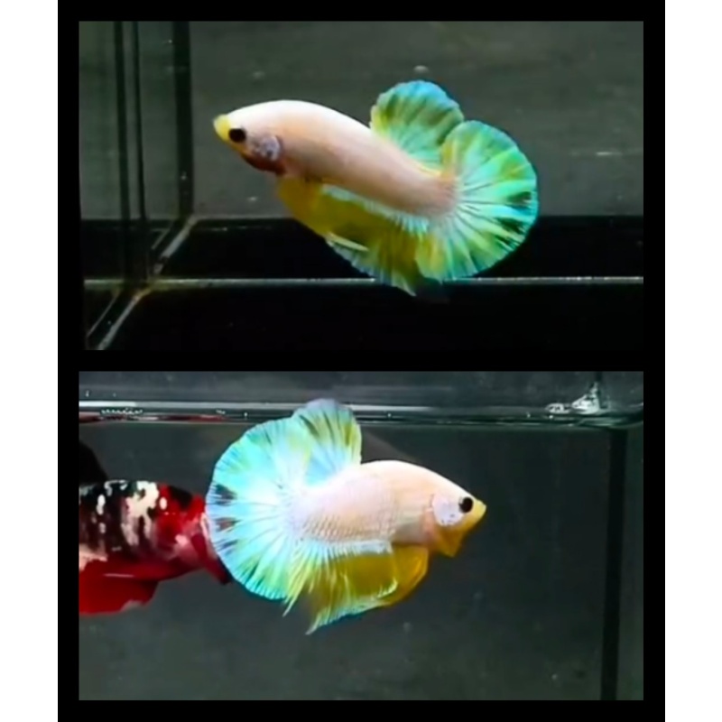 Yellow Hologram