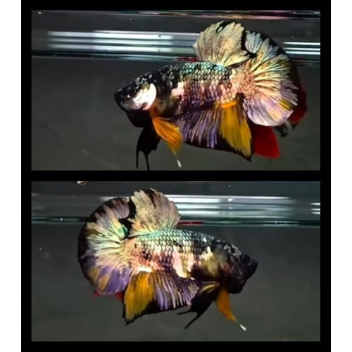 Monster Black Yellow Copper