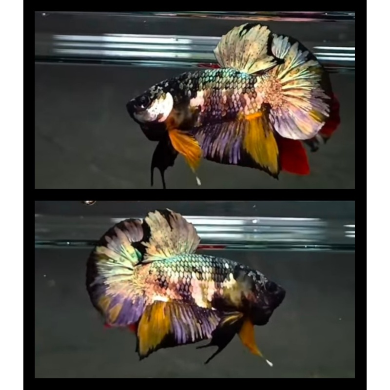 Monster Black Yellow Copper